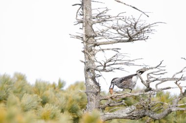 Noktalı fındıkkıran Nucifraga karyokatakt japonica yiyor. Mokoto Dağı. Akan Mashu Ulusal Parkı. Hokkaido. Japonya.