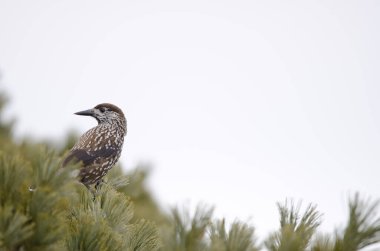 Benekli fındıkkıran Nucifraga caryokatactes japonica. Mokoto Dağı. Akan Mashu Ulusal Parkı. Hokkaido. Japonya.