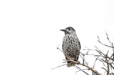Benekli fındıkkıran Nucifraga caryokatactes japonica. Mokoto Dağı. Akan Mashu Ulusal Parkı. Hokkaido. Japonya.