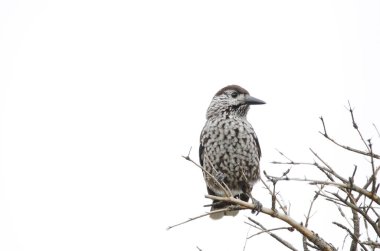 Benekli fındıkkıran Nucifraga caryokatactes japonica. Mokoto Dağı. Akan Mashu Ulusal Parkı. Hokkaido. Japonya.