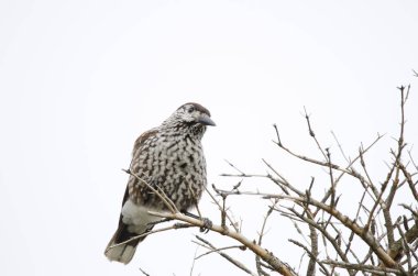 Benekli fındıkkıran Nucifraga caryokatactes japonica. Mokoto Dağı. Akan Mashu Ulusal Parkı. Hokkaido. Japonya.