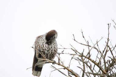 Benekli fındıkkıran Nucifraga karyokatakt japonica preening. Mokoto Dağı. Akan Mashu Ulusal Parkı. Hokkaido. Japonya.