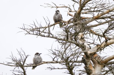 Benekli fındıkkıranlar Nucifraga caryokatactes japonica. Mokoto Dağı. Akan Mashu Ulusal Parkı. Hokkaido. Japonya.