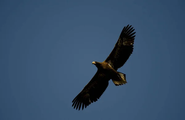 Ανώριμος Θαλασσαετός Του Steller Haliaeetus Pelagicus Πτήσει Εθνικό Πάρκο Akan — Φωτογραφία Αρχείου