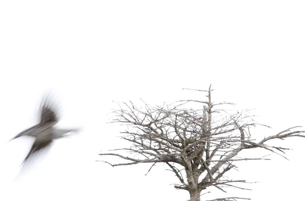 Пятнистый Ореховый Крекер Nucifraga Caryocatactes Japonica Летит Гора Мокото Национальный — стоковое фото