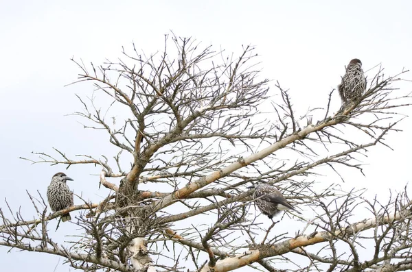 Пятнистые Крекеры Nucifraga Caryocatactes Japonica Гора Мокото Национальный Парк Акан — стоковое фото