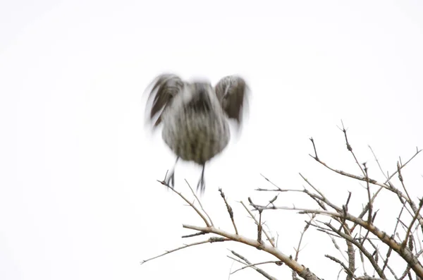 Spotted Nutcracker Nucifraga Caryocatactes Japonica Taking Flight Gunung Mokoto Taman — Stok Foto
