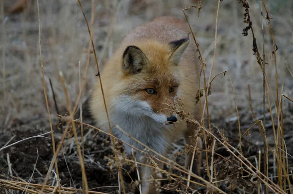 蝦夷地の赤狐彫刻Schrenckii 阿寒摩周国立公園 北海道 — ストック写真