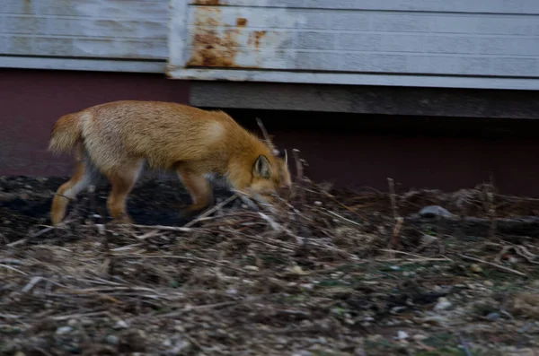 Ezo Red Fox Vulpes Vulpes Schrenckii Шукає Їжу Оточенні Будинку — стокове фото