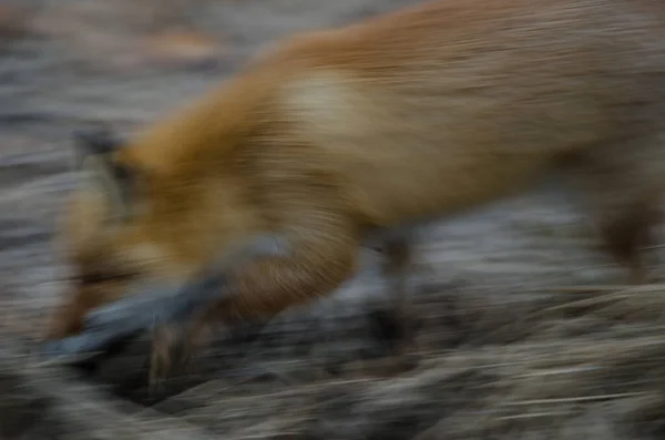 蝦夷地の赤狐彫刻Schrenckii 動きを提案する画像のぼかし 阿寒摩周国立公園 北海道 — ストック写真