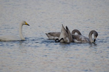 Genç Whooper, Cygnus cygnus 'u bir yetişkinle birlikte görüyor. Akan Gölü. Akan Mashu Ulusal Parkı. Hokkaido. Japonya.