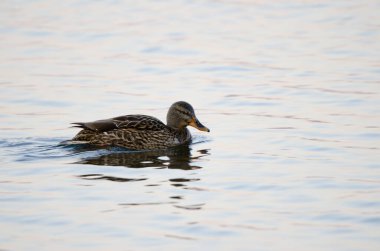Dişi yaban ördeği Anas platyrhynchos. Akan Gölü. Akan Mashu Ulusal Parkı. Hokkaido. Japonya.