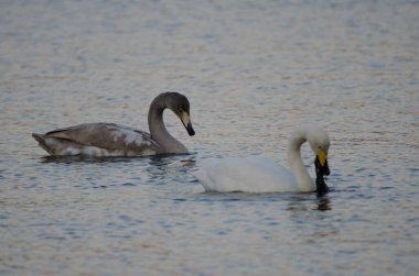 Genç kuğu Cygnus cygnus yiyor ve ön planda yetişkin. Akan Gölü. Akan Mashu Ulusal Parkı. Hokkaido. Japonya.