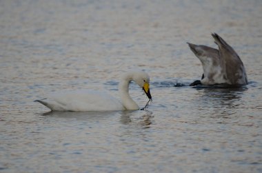 Whooper kuğusu Cygnus cygnus yiyor ve arka planda genç. Akan Gölü. Akan Mashu Ulusal Parkı. Hokkaido. Japonya.