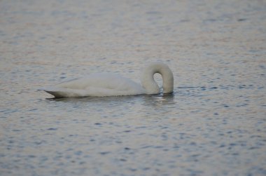 Whooper kuğu Cygnus cygnus yiyecek arıyor. Akan Gölü. Akan Mashu Ulusal Parkı. Hokkaido. Japonya.