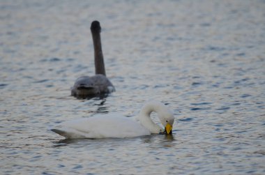 Whooper kuğusu Cygnus cygnus yiyor ve arka planda genç. Akan Gölü. Akan Mashu Ulusal Parkı. Hokkaido. Japonya.