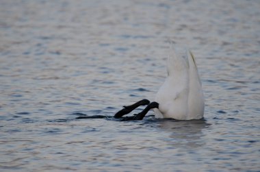 Whooper kuğu Cygnus cygnus yiyecek arıyor. Akan Gölü. Akan Mashu Ulusal Parkı. Hokkaido. Japonya.