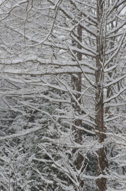 Kar altında yaprak döken bir orman. Akan Mashu Ulusal Parkı. Hokkaido. Japonya.