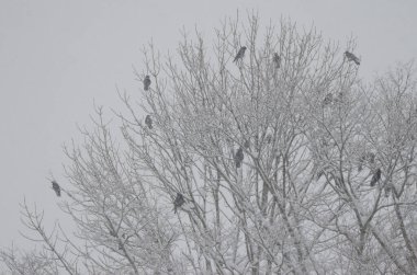 Doğu leşi, Corvus corone orientalis 'i karlı bir havada ağaçta yakalar. Akan Mashu Ulusal Parkı. Hokkaido. Japonya.