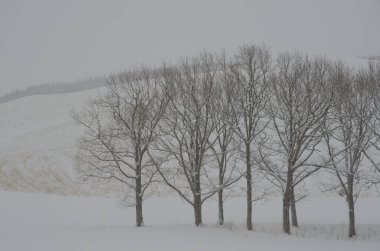 Kar yağışı altında manzara. Hokkaido 'nun kuzeydoğusunda. Japonya.