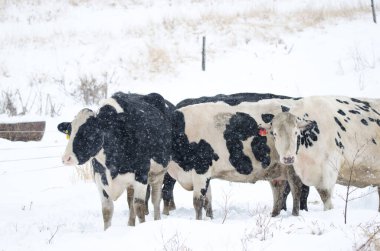 Kar yağarken inek sürüsü. Hokkaido 'nun kuzeydoğusunda. Japonya.