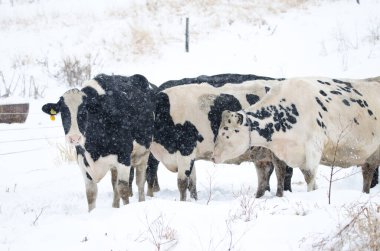 Kar yağarken inek sürüsü. Hokkaido 'nun kuzeydoğusunda. Japonya.