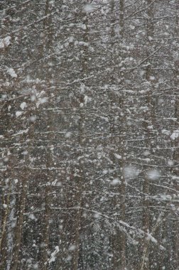 Kar altında yaprak döken bir orman. Hokkaido 'nun kuzeydoğusunda. Japonya.