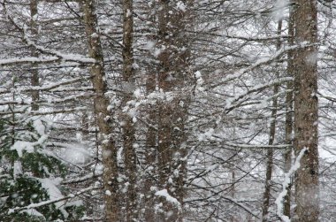 Karlı bir yağış altında karışık bir orman. Hokkaido 'nun kuzeydoğusunda. Japonya.