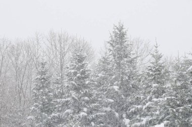 Karlı bir yağış altında karışık bir orman. Hokkaido 'nun kuzeydoğusunda. Japonya.