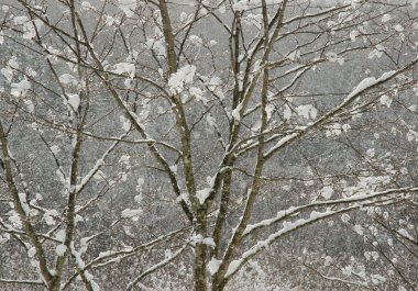 Kar altında yaprak döken bir orman. Hokkaido 'nun kuzeydoğusunda. Japonya.