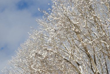 Kar altında yaprak döken bir orman. Hokkaido 'nun kuzeydoğusunda. Japonya.