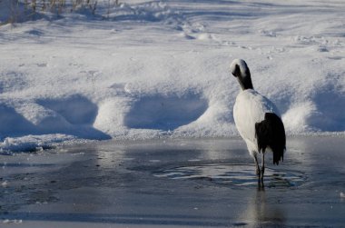 Kırmızı taçlı vinç Grus japonensis bir gölette süzülüyor. Kushiro. Hokkaido. Japonya.