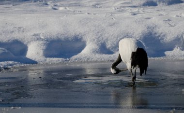Kırmızı taçlı vinç Grus japonensis bir gölette süzülüyor. Kushiro. Hokkaido. Japonya.