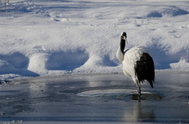 Gölette kırmızı taçlı Grus japonensis. Kushiro. Hokkaido. Japonya.
