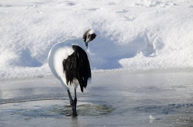 Kırmızı taçlı vinç Grus japonensis bir gölette süzülüyor. Kushiro. Hokkaido. Japonya.