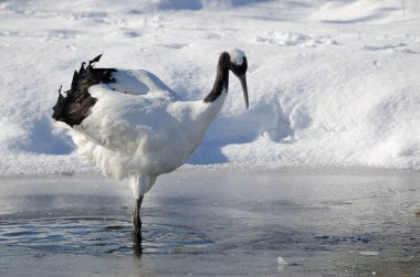 Gölette kırmızı taçlı Grus japonensis. Kushiro. Hokkaido. Japonya.