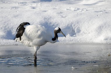 Gölette kırmızı taçlı Grus japonensis. Kushiro. Hokkaido. Japonya.