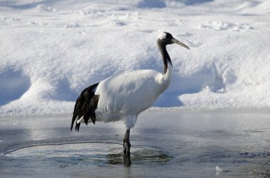 Gölette kırmızı taçlı Grus japonensis. Kushiro. Hokkaido. Japonya.