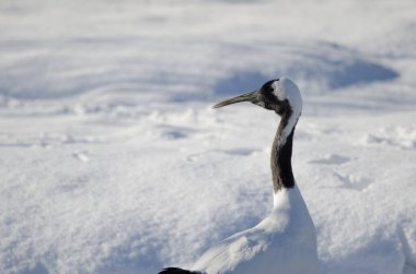 Kırmızı taçlı vinç Grus japonensis. Kushiro. Hokkaido. Japonya.