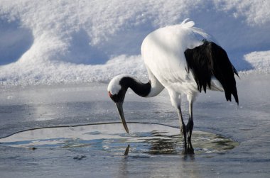 Gölette kırmızı taçlı Grus japonensis. Kushiro. Hokkaido. Japonya.