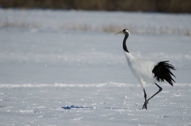 Kırmızı taçlı vinç Grus japonensis karla kaplı bir çayırda yürüyor. Kushiro. Hokkaido. Japonya.