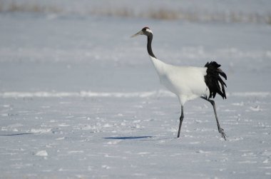 Kırmızı taçlı vinç Grus japonensis karla kaplı bir çayırda yürüyor. Kushiro. Hokkaido. Japonya.