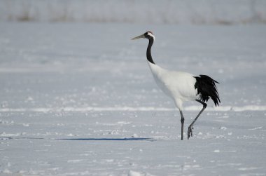 Kırmızı taçlı vinç Grus japonensis karla kaplı bir çayırda yürüyor. Kushiro. Hokkaido. Japonya.