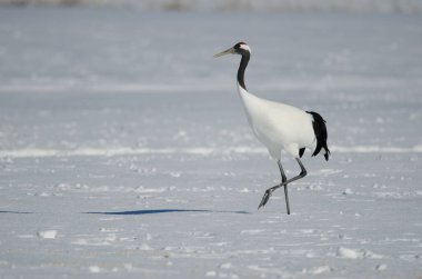 Kırmızı taçlı vinç Grus japonensis karla kaplı bir çayırda yürüyor. Kushiro. Hokkaido. Japonya.
