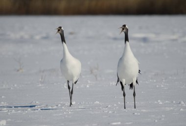 Bir çift kırmızı taçlı turna Grus japonensis karla kaplı bir çayırdan sesleniyor. Akan Uluslararası Turna Merkezi. Kushiro. Hokkaido. Japonya.