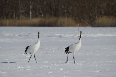 Bir çift kırmızı taçlı turna Grus japonensis karla kaplı bir çayırdan sesleniyor. Akan Uluslararası Turna Merkezi. Kushiro. Hokkaido. Japonya.