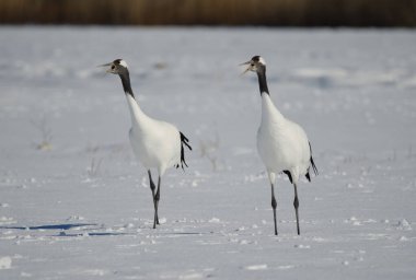 Bir çift kırmızı taçlı turna Grus japonensis karla kaplı bir çayırdan sesleniyor. Akan Uluslararası Turna Merkezi. Kushiro. Hokkaido. Japonya.