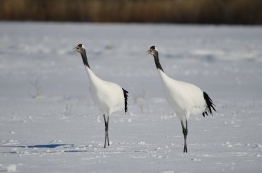 Bir çift kırmızı taçlı turna Grus japonensis karla kaplı bir çayırdan sesleniyor. Akan Uluslararası Turna Merkezi. Kushiro. Hokkaido. Japonya.