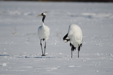 Karla kaplı bir çayırda bir çift kırmızı taçlı turna Grus japonensis. Akan Uluslararası Turna Merkezi. Kushiro. Hokkaido. Japonya.