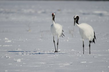 Karla kaplı bir çayırda bir çift kırmızı taçlı turna Grus japonensis. Akan Uluslararası Turna Merkezi. Kushiro. Hokkaido. Japonya.